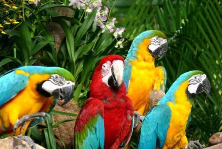 باغ پرندگان کیش باغ پرندگان کیش